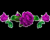 6v3| Purple Rose
