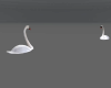 White swan - ANIMATED
