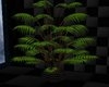 Fern tree in pot