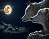 frame wolf moonlight