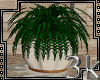 *Elegant Potted Plant