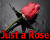 JUST A ROSE - High Res