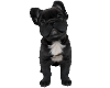 FLUFFY FRENCHIE 1