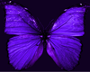 purple butter flys