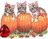 RB Halloween Kitties