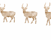 JoeDeer Light
