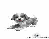 Puppy 4