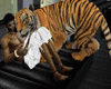 ~PS~ Tiger on my Sofa