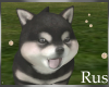 Rus: Shiba Pup 3