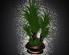 Back To School Plant 1