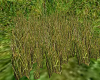 Hunt Lodge Tall Grass