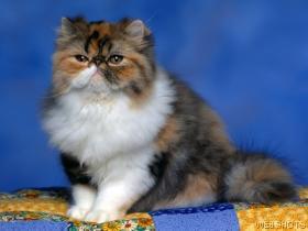 Cute Furry Calico Kitten