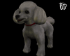 IP White Poodle Pet