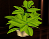 Animated Plant !!!