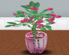 Pink Budding Plant