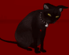 |Anu|Black Cat*