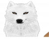 wolf animations