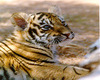 Tiger sticker #4