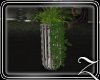 ~Z~Cherish Plant