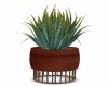 POTTED  AGAVE