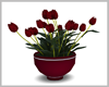 Gilda Red Tulips