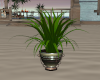 Sunrise Potted Plant