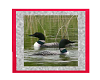 mating loons