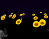 [JA] dj light sunflowers