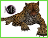 Animated Leopard *Ms*