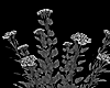 Uncolored Flowers
