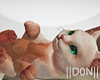 Animated Cats with poses