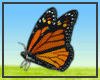 [BF] Butterfly 16 Poses