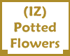 (IZ) Potted Flowers
