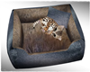 Leopard Kitten w bed