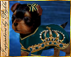 I~Royal Yorkie*Teal