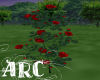 ARC True Red Roses