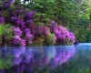 Purple lake