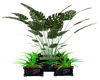 Black Rose Planter