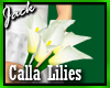 Bridal Calla Lilies