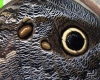 Izendorn eye butterfly