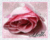Hello pink rose(flash)