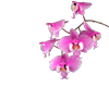Orchids