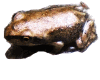 Babyfrog