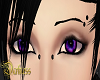 Galax Purple Eyes M/F