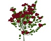 Dark Red Wall Roses