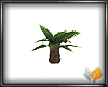 (ED1)Coconut palm-AC-3