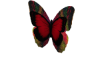 Butterfly Decor Red