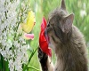 Kitty Smelling Flower