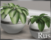 Rus Leaf Plants