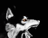DJ Black Wolf